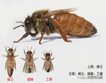 7月27日9点00至11点30蜜蜂王国——蜜蜂